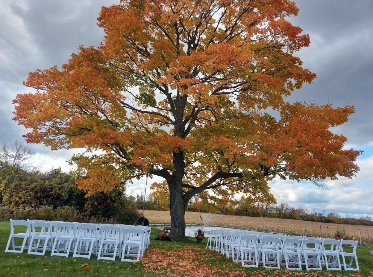 Rows of white resin chairs set for a ceremony beneath a large autumn maple tree at SV Country Estate in Georgina, Ontario